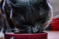 Beautiful young gray cat with green eyes eating from a bowl Royalty Free Stock Photo