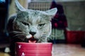 Beautiful young gray cat with green eyes eating from a bowl Royalty Free Stock Photo