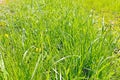 Beautiful young green grass in spring, background, texture. Royalty Free Stock Photo
