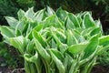 Beautiful, young and green host leaves in may