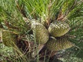 Beautiful young green pine cones on pine Stankevich Pinus brutia stankewiczii on branch with very long needles. Royalty Free Stock Photo