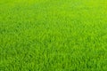 Green rice fields texture background, countryside Thailand Royalty Free Stock Photo