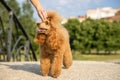 A beautiful young groomed thoroughbred red poodle stands on stone bridge in a sunny city park. The owner straightens the hair on