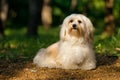 Beautiful young havanese dog is sitting on a sunny forest path