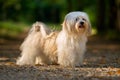 Beautiful young havanese dog is standing on a sunny forest path