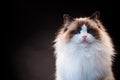 Beautiful young healthy Ragdoll cat on a black background. Royalty Free Stock Photo