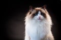 Beautiful young healthy Ragdoll cat on a black background. Royalty Free Stock Photo