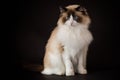 Beautiful young healthy Ragdoll cat on a black background. Royalty Free Stock Photo