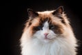 Beautiful young healthy Ragdoll cat isolated on a black background. Royalty Free Stock Photo