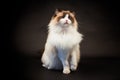 Beautiful young healthy Ragdoll cat on a black background. Royalty Free Stock Photo