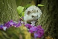 Beautiful young hedgehog crawls among the trees in the forest with flowers