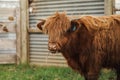 Beautiful young Highland Cow steer in cattle yards Royalty Free Stock Photo