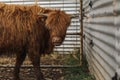 Beautiful young Highland Cow steer in cattle yards Royalty Free Stock Photo