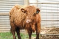 Beautiful young Highland Cow steer in cattle yards with tongue out Royalty Free Stock Photo