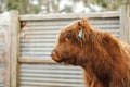 Beautiful young Highland Cow steer in cattle yards side view Royalty Free Stock Photo