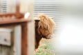 Beautiful young Highland Cow steer in cattle yards Royalty Free Stock Photo