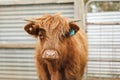 Beautiful young Highland Cow steer in cattle yards Royalty Free Stock Photo