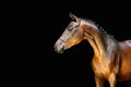 Beautiful Young Horse On A Black Background