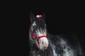 Beautiful young horse of breed Irish cob stallion with a red halter and Christmas decorations in a long mane on a black background