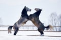 Beautiful horses playing outdoor in winter Royalty Free Stock Photo