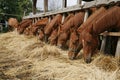 Beautiful young horses sharing hay on horse farm Royalty Free Stock Photo