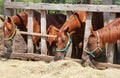 Beautiful young horses sharing hay on horse farm Royalty Free Stock Photo