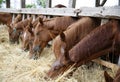 Beautiful young horses sharing hay on horse farm Royalty Free Stock Photo