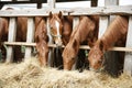 Beautiful young horses sharing hay on horse farm Royalty Free Stock Photo