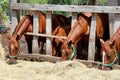 Beautiful young horses sharing hay on horse farm Royalty Free Stock Photo