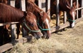 Beautiful young horses sharing hay on horse farm Royalty Free Stock Photo