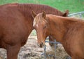 Beautiful young horses sharing hay at a horse farm. Royalty Free Stock Photo