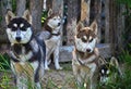 Beautiful young husky dogs on the farm