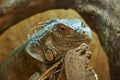 A beautiful young iguana Royalty Free Stock Photo