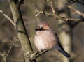 Beautiful young jay is basking in the sun