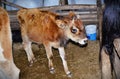 A young Jersey calf in the stable Royalty Free Stock Photo