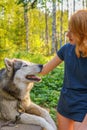Beautiful young lady with her adorable cute dog of siberian hasky breed in summer forest at sunset. Happy teenage girl and pet.