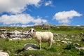 Beautiful young lamb with her newborn cub in a high pasture in the Italian Alps Royalty Free Stock Photo