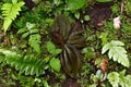 Beautiful young leaves of Ficus sprouts in a rain forest in Costa Rica Royalty Free Stock Photo