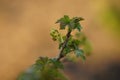Beautiful young leaves of gooseberry bush in the spring garden at sunset Royalty Free Stock Photo