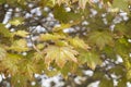 Beautiful young leaves of the maple holly Royalty Free Stock Photo