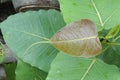 Sacred fig leaves texture Royalty Free Stock Photo