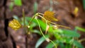 Beautiful young leaves of a weed