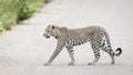 Leopard crossing the road, Kruger