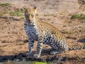 Beautiful young leopard with intensive eyes looking at photographer at waterhole, Kruger National Park, South Africa