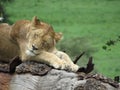 a beautiful young lion closeup sleeping on a trunk