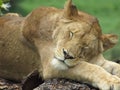 a beautiful young lion closeup sleeping on a trunk.