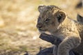 Beautiful young lion cub on a branch under the shade of a tree in the savannah of South Africa Royalty Free Stock Photo