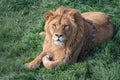 Beautiful young lion kingly laying on green grass Royalty Free Stock Photo