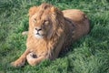 Beautiful young lion kingly laying on green grass, close-up, copy space Royalty Free Stock Photo