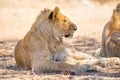 Beautiful young lion male rests in Serengeti Royalty Free Stock Photo